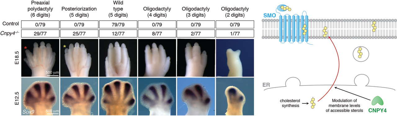 Canopy 4 inhibits the Hedgehog pathway by modulating membrane sterol lipids