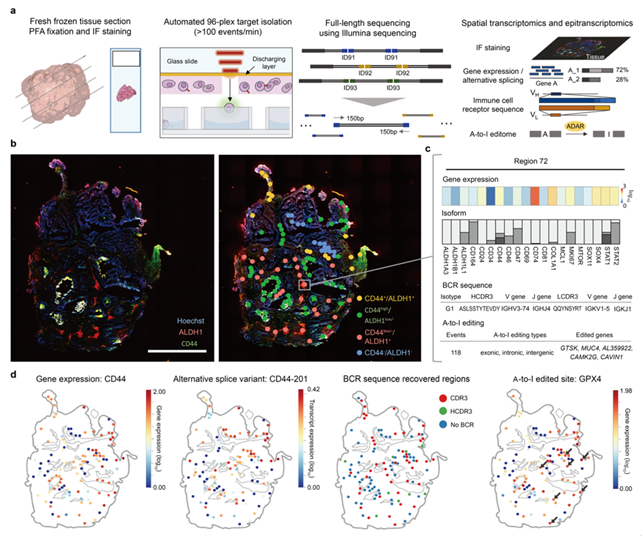 Spatially diving into the cells: Seoul National University team develops new technology for cancer stem cell analysis