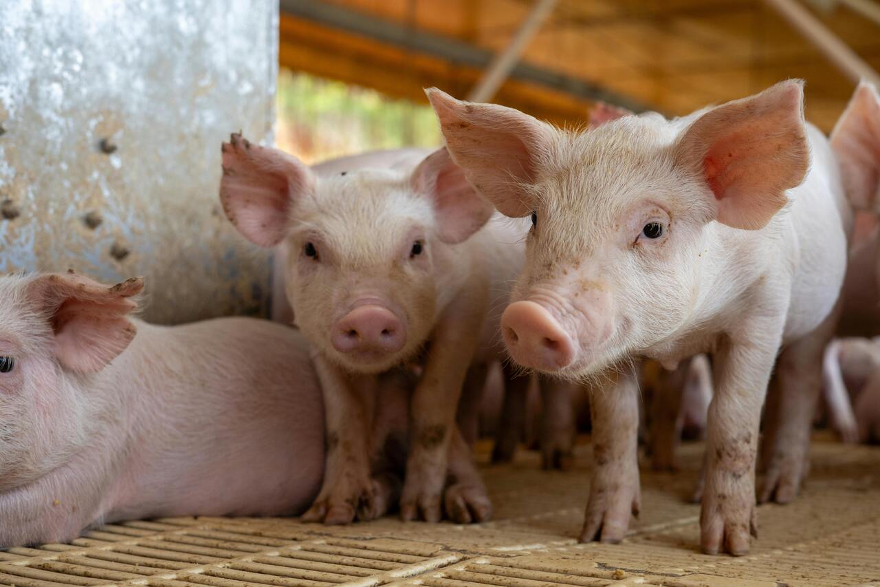 Advancing Pig Welfare Through the Five Freedoms Framework: A Call for Submissions