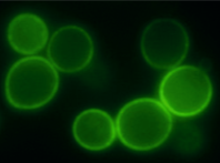 All systems go – a look at a 2018 systems biology course