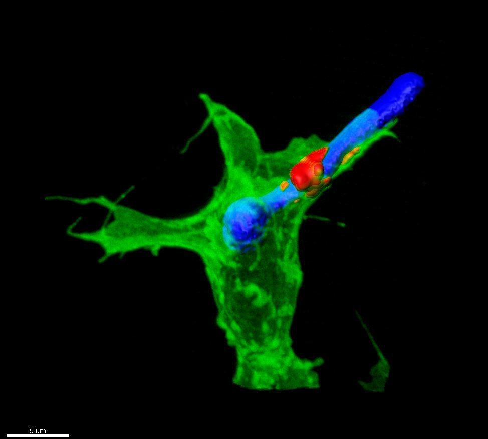 Sergio Grinstein: "I have been accused of switching topics often, flying from flower to flower like a greedy bee..."