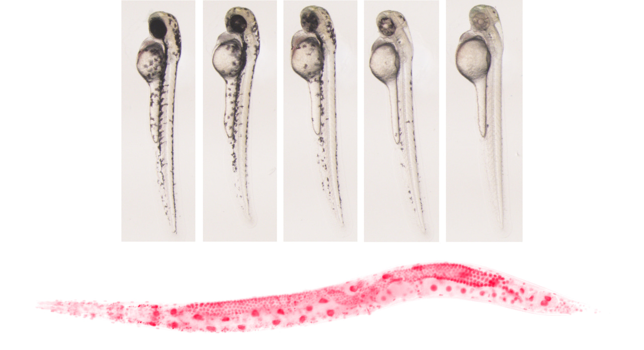 Opening up the genome for CRISPR–Cas editing in animals with minimal PAM nucleases