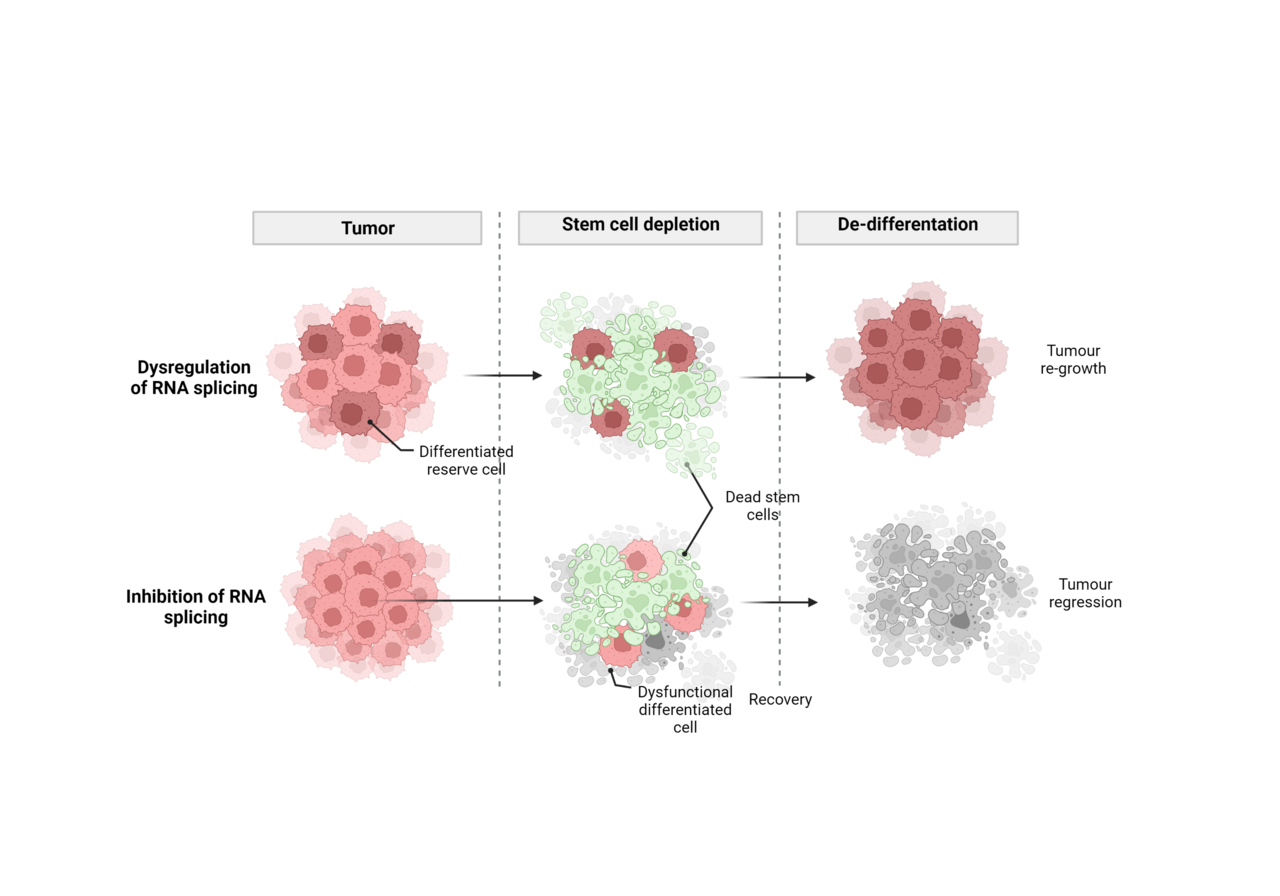 RNA splicing as a regulator of intestinal tumour cell plasticity
