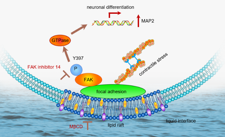 Adaptive liquid interfaces induce neuronal differentiation of mesenchymal stem cells through lipid raft assembly