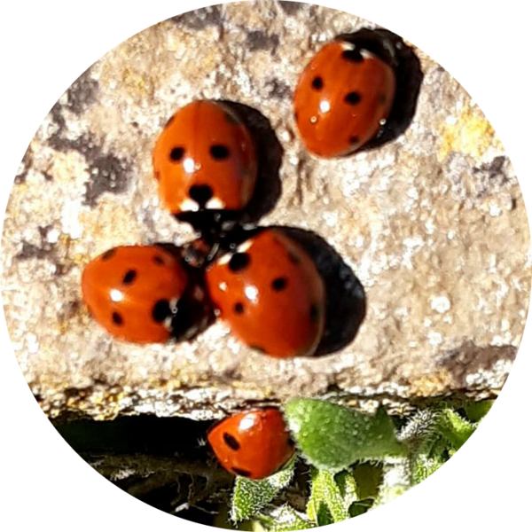 Go to the profile of Stephanie Ward