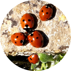 Go to the profile of Stephanie Ward