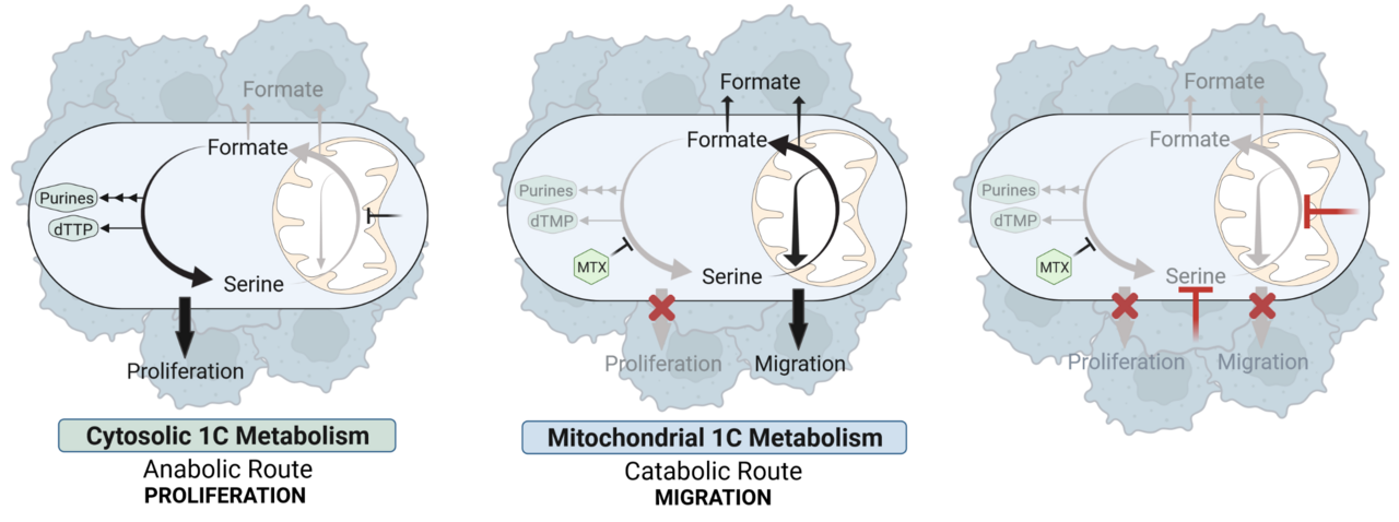Mitochondrial One-Carbon Metabolism as a Driver of Migration