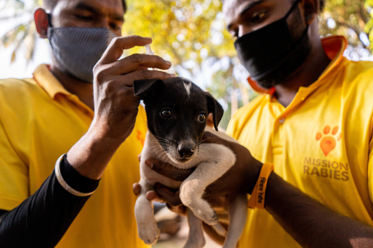 Human rabies elimination through One Health in action at the Indian state scale