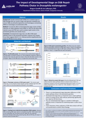 The Impact of Developmental Stage on DSB Repair Pathway Choice in Drosophila melanogaster