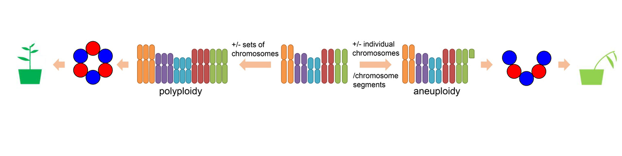 MicroRNA dosage alterations – what is the consequence?
