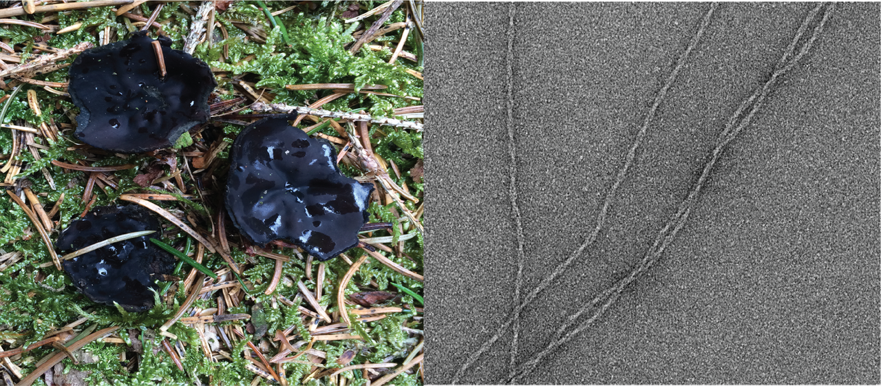 Enhanced anti-microbial peptide variant forms novel fibril type