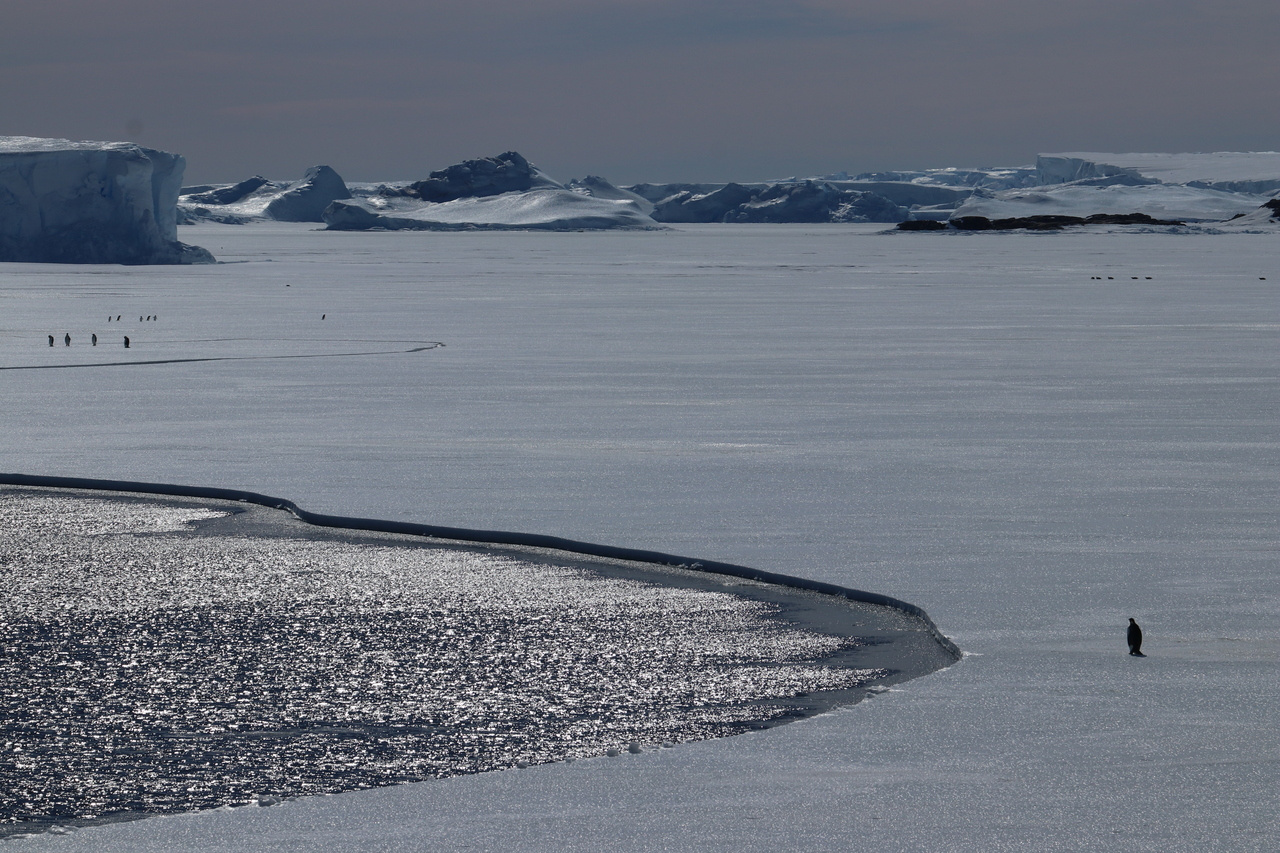 Regionally-contrasted melting of Antarctic ice shelves in response to Southern Annular Mode variations