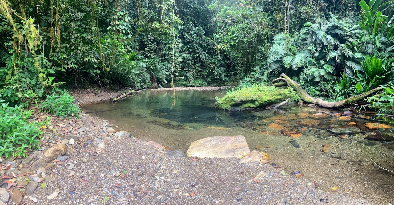 ‘Social distancing’ in fish makes their parasites less deadly