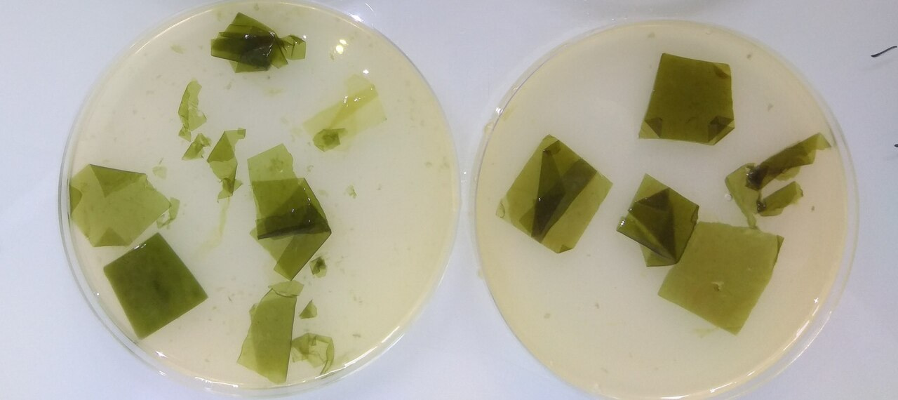 Unraveling the strategies of marine bacteria that initiate fresh macroalgae breakdown