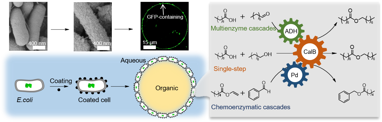 Simple coating makes E.coli different