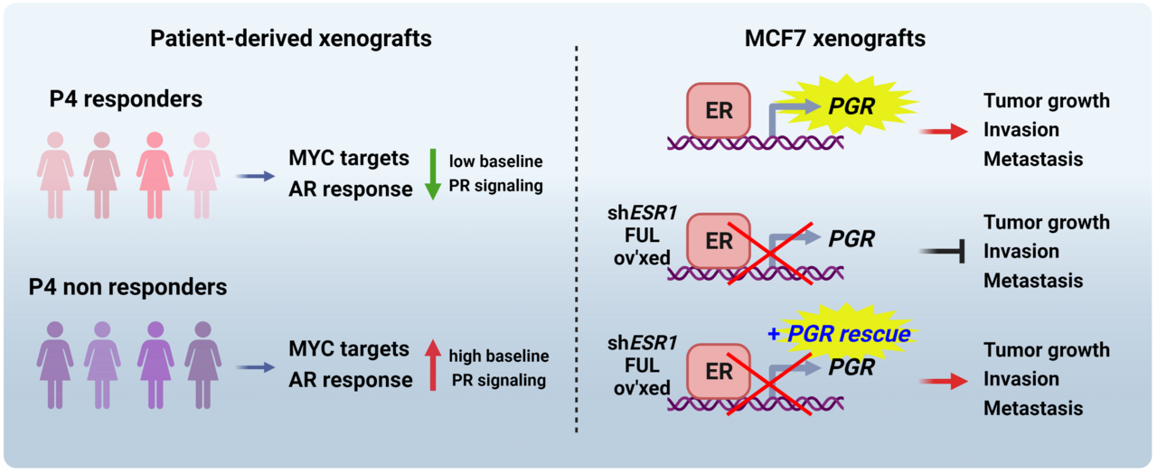 Clinically-relevant models reveal new insights into patient heterogeneity and hormone action in estrogen receptor positive (ER+) breast cancer.