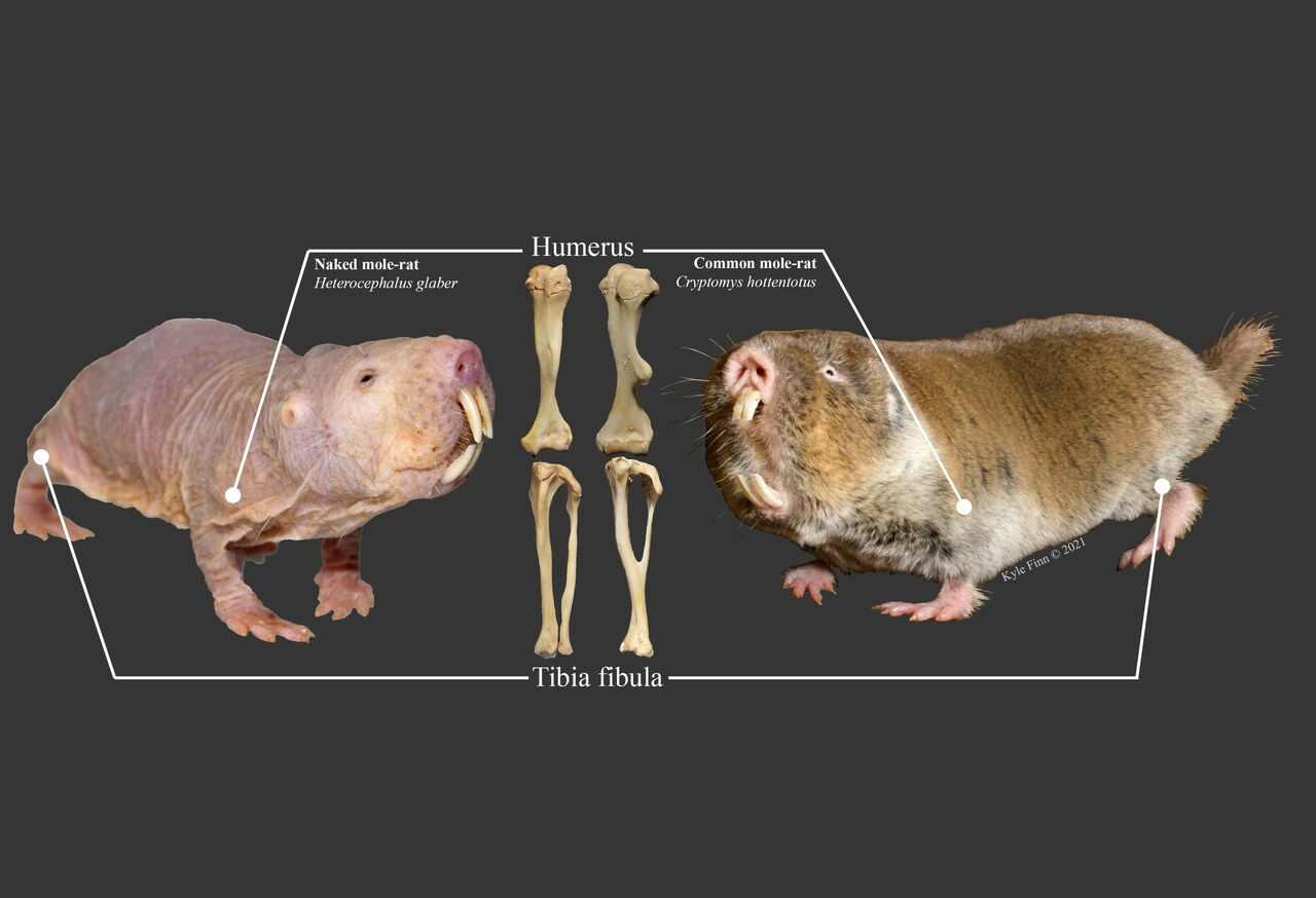 Naked mole-rats don't have extreme limb specializations for digging