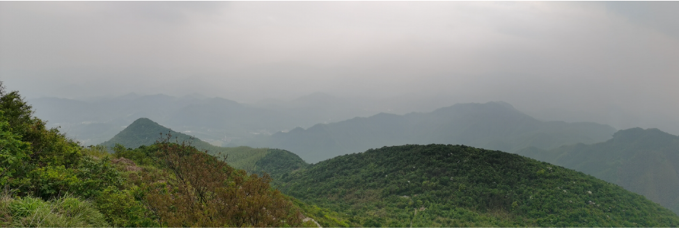 Reduced radiative absorption of aged black carbon aerosols due to liquid-liquid phase separation