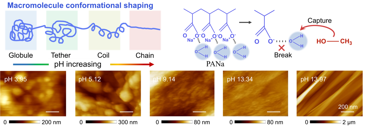 Macromolecule conformational shaping for extreme mechanical programming of polymorphic hydrogel fibers
