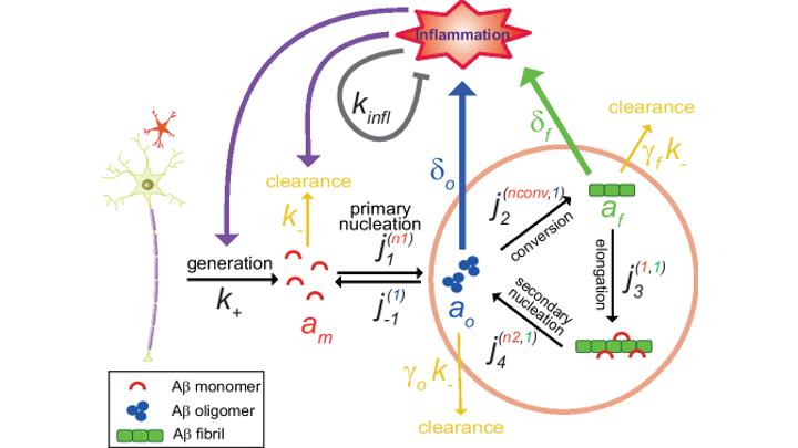 Oscillatory dynamics of Alzheimer’s progression