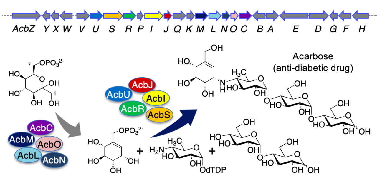 Complete biosynthetic pathway of acarbose "The Honor and Horror Story"
