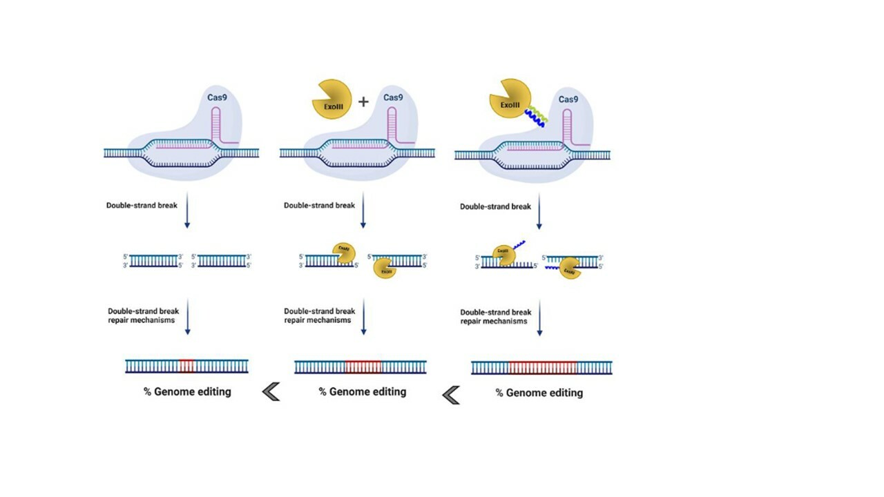 IMPROVING THE EFFICIENCY OF CRISPR/CAS SYSTEM, CCExo; a story how coiled-coil supported improvement of genome editing tool was born
