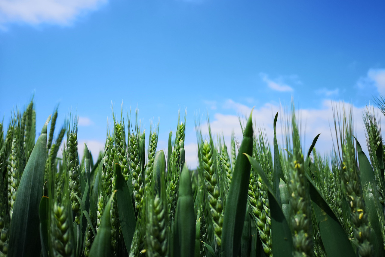 What makes wheat a successful major crop?