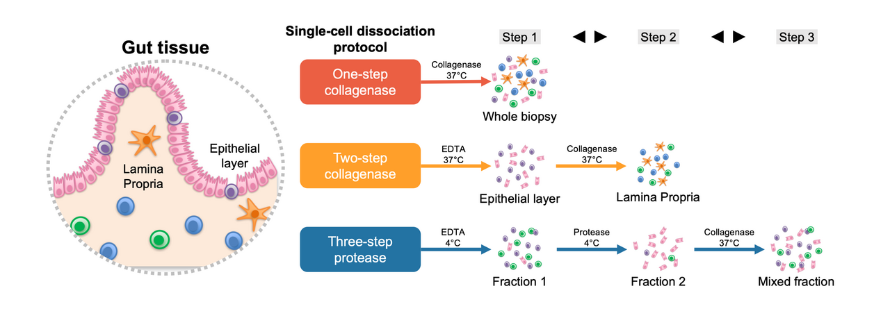 One protocol does not rule them all: A comparison of three single-cell dissociation protocols for gut tissue
