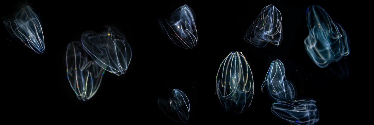 Shedding light on the elusive neurons of comb jellies