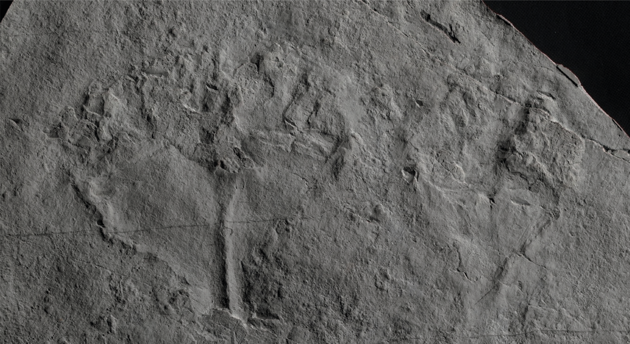An Ediacaran crown-group cnidarian