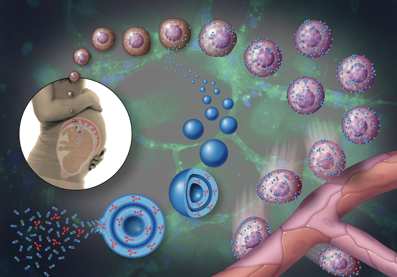 Using Nanoparticle “Backpacks” to Rejuvenate Damaged Stem Cells