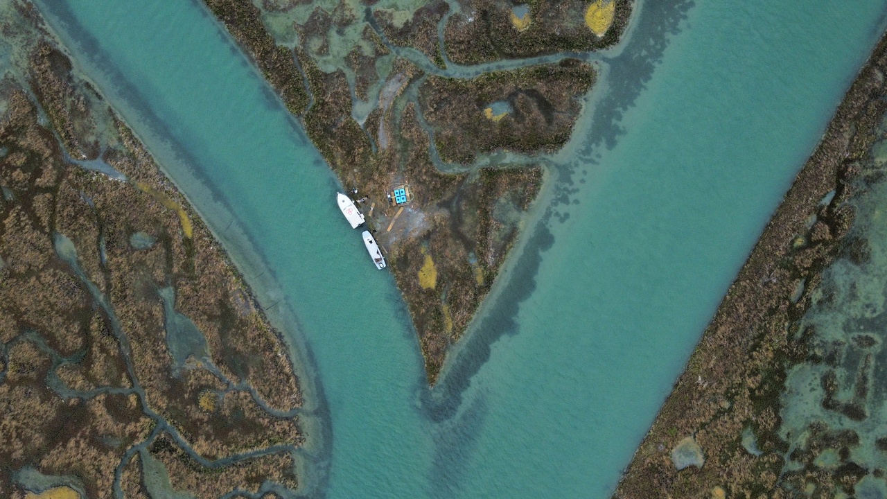 Coastal salt marsh survival detected by novel in-situ experiments: the subsurface perspective