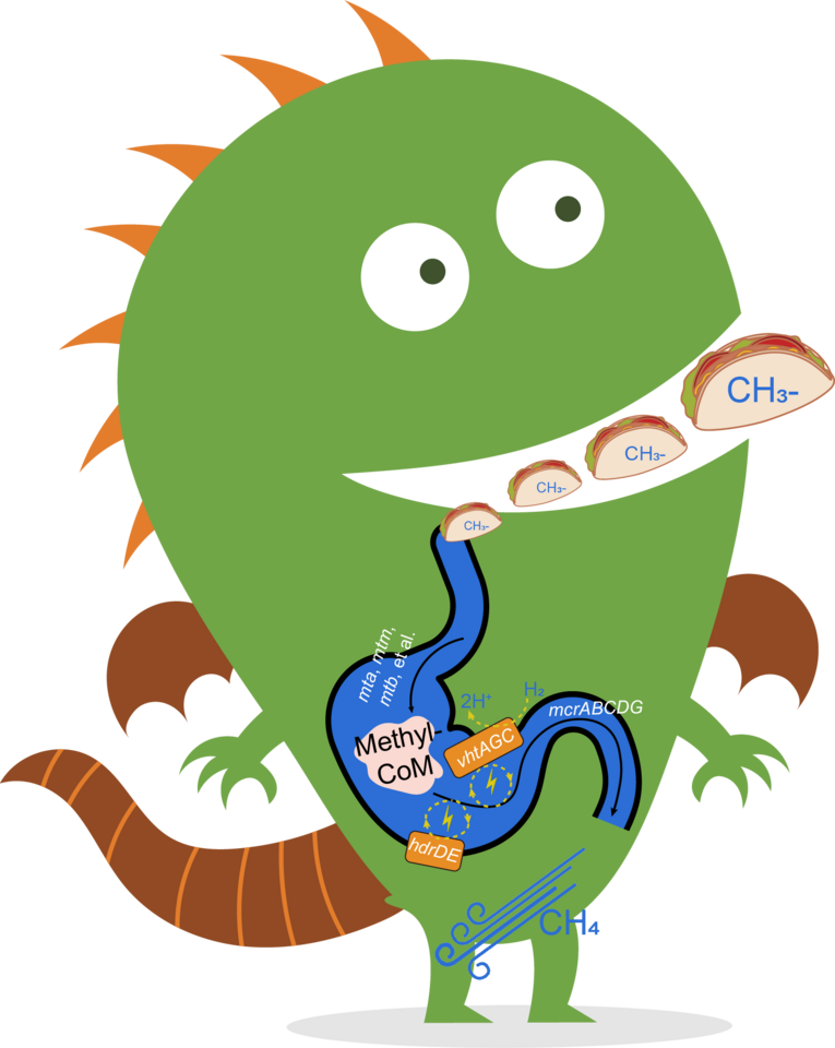 After the Paper: Novel cytochrome b-containing methanogens discovered in mangrove wetlands