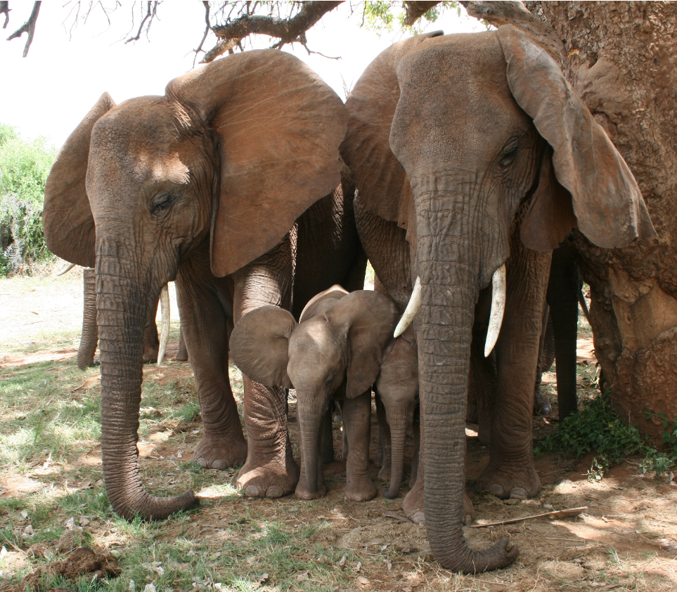 Social support and stress hormones in wild African elephant orphans