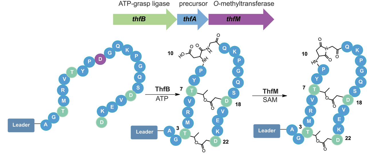 An Aspartimide Containing Graspetide RiPP