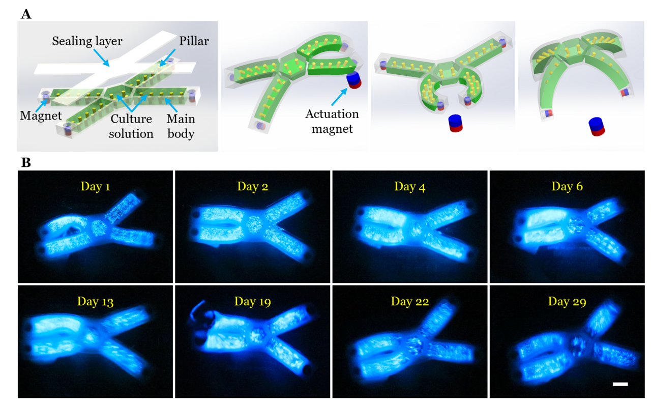 Let bioluminescence light up soft robotics