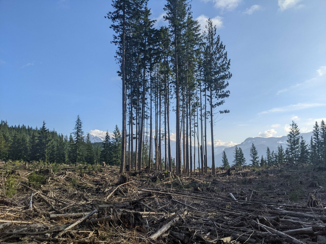 Carbon accumulation is a key but incomplete criterion for restoring tree cover