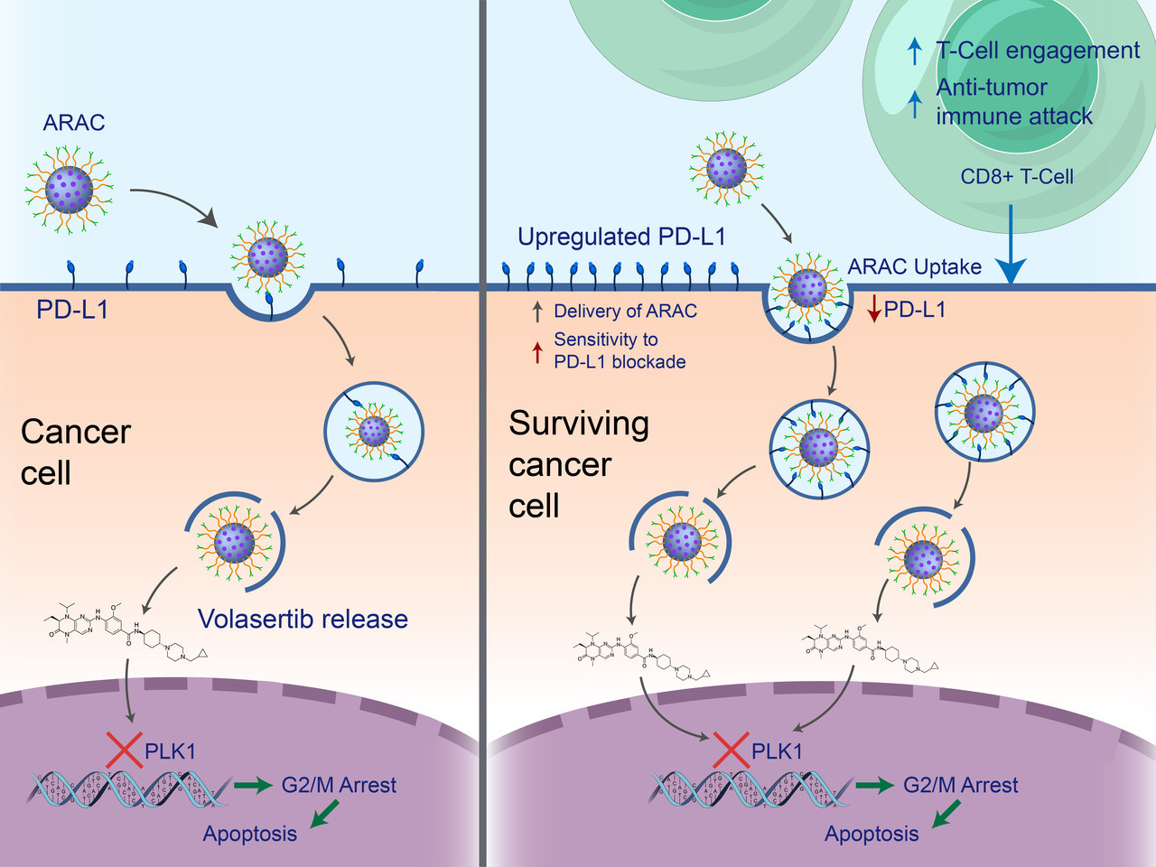 Development of a nanoparticle-based immunotherapy targeting PD-L1 and PLK1 for lung cancer treatment