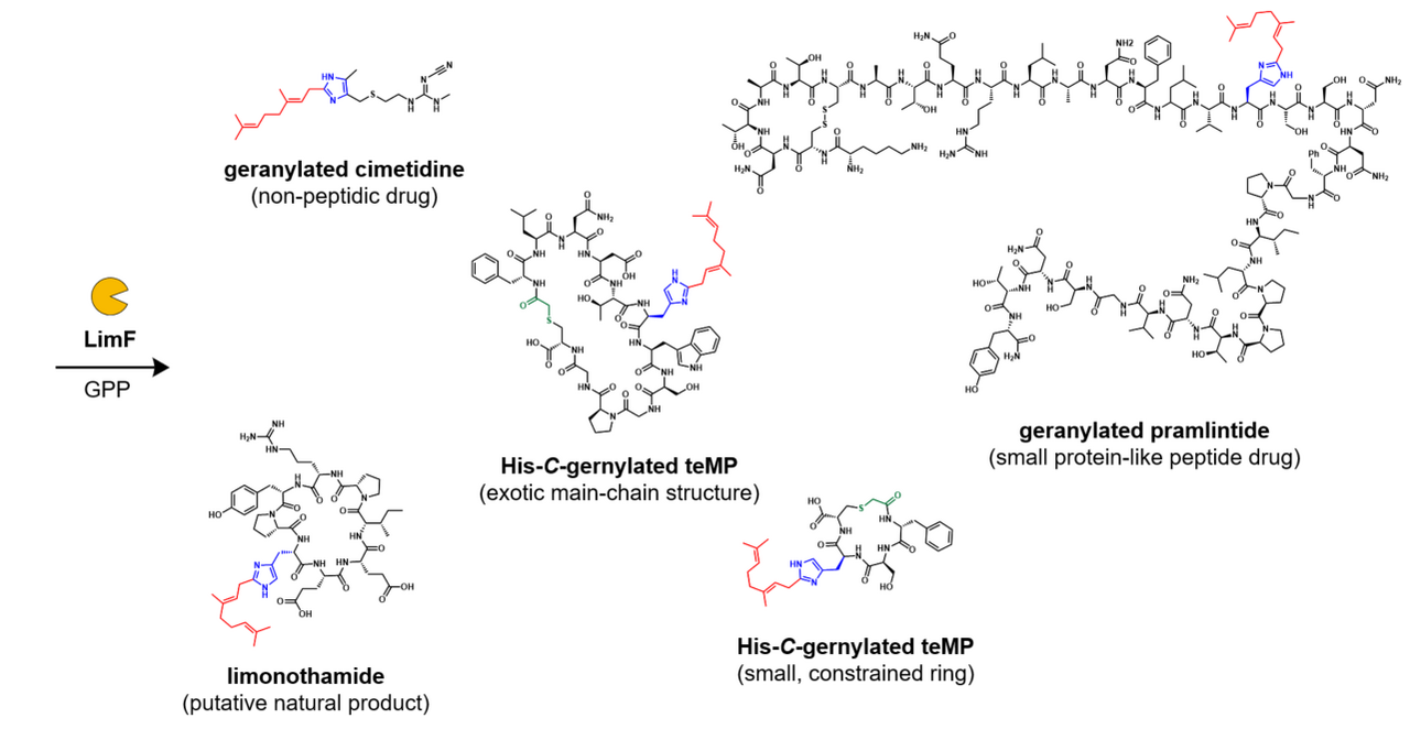 Discovery of the biocatalyst specialized for peptide His-C-geranylation