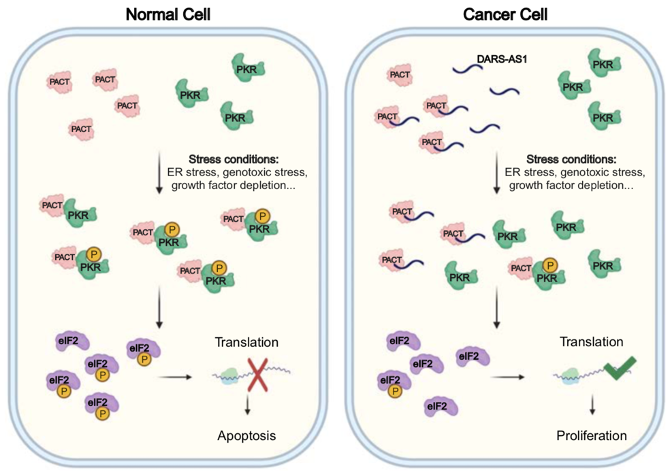 Long non-coding RNA DARS-AS1 promotes tumor progression by directly suppressing PACT-mediated cellular stress