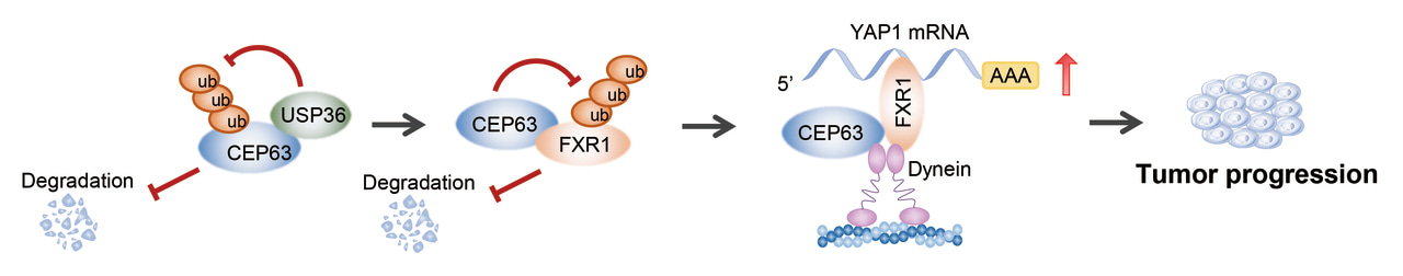 CEP63/FXR1/YAP1 axis in colorectal cancer progression