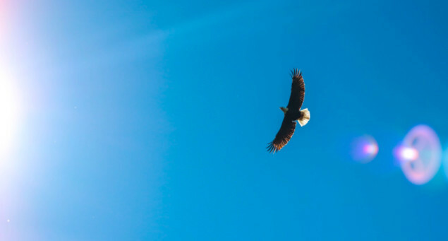The Eagle's View: A Leadership Perspective for Visionary Growth
