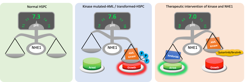 Regulation of proton partitioning in kinase-activating acute myeloid leukemia and its therapeutic implication