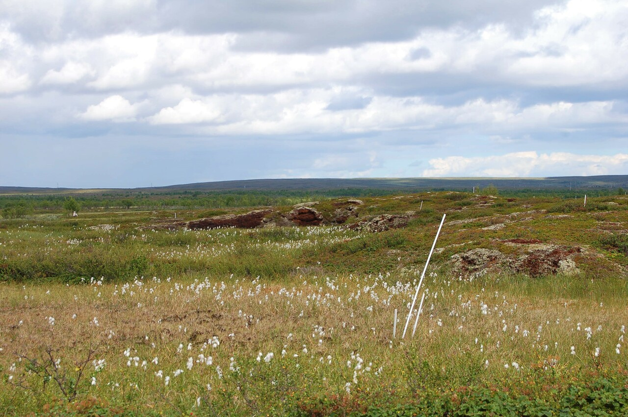 Peatlands are experiencing diverse hydrological responses to climate change