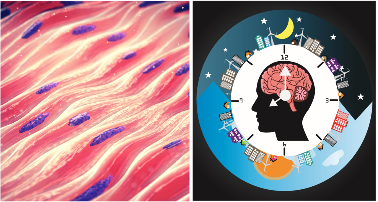 The FEBS Journal Issue 21: Focus on Muscle Biology and Circadian Rhythm