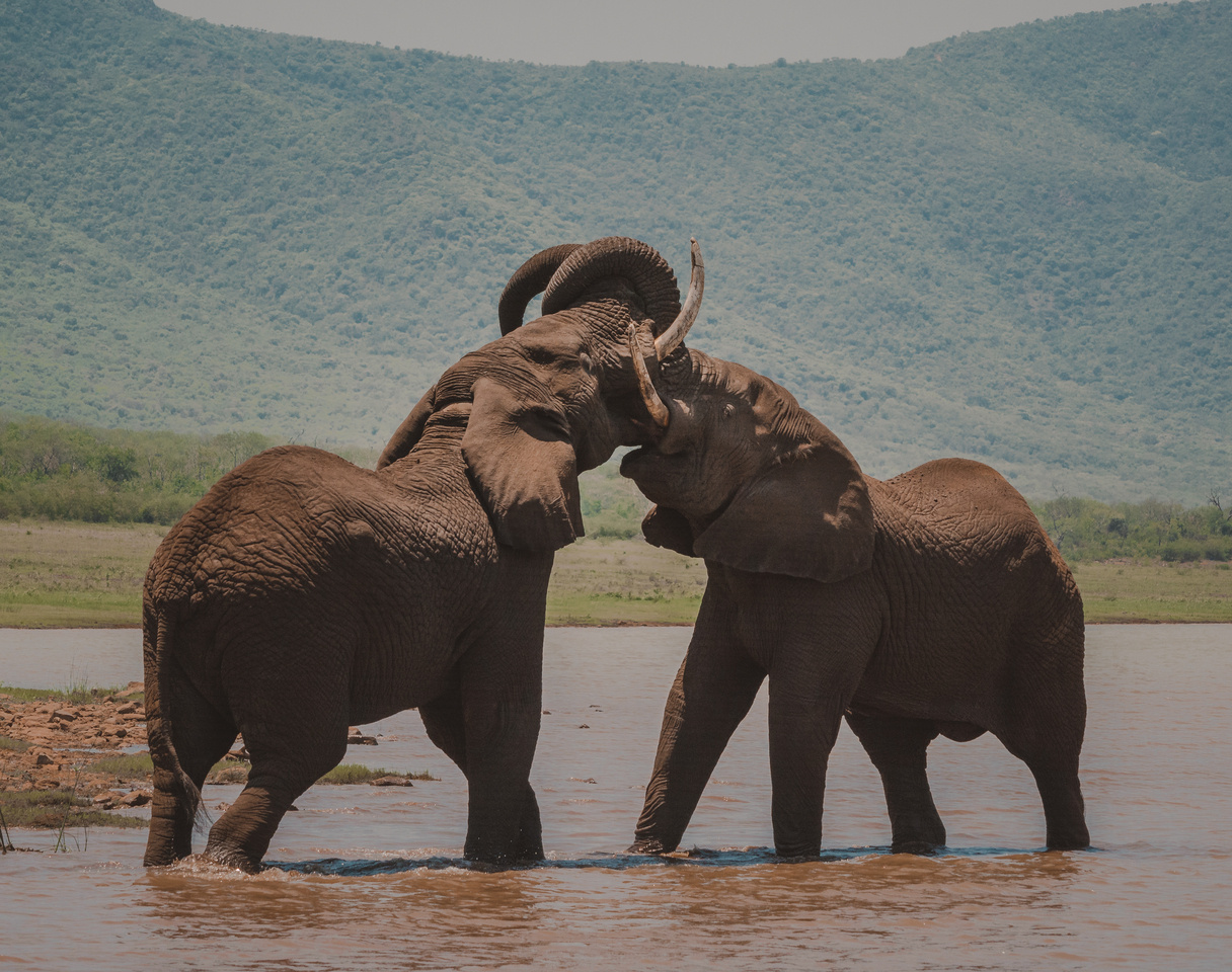 Grant Opportunity : Pairi Daiza Foundation and Royal Belgian Zoological Society Grant for Biodiversity and Conservation Research