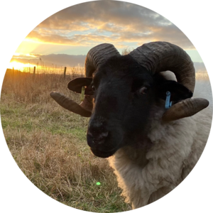 Go to the profile of Cheryl Ashton