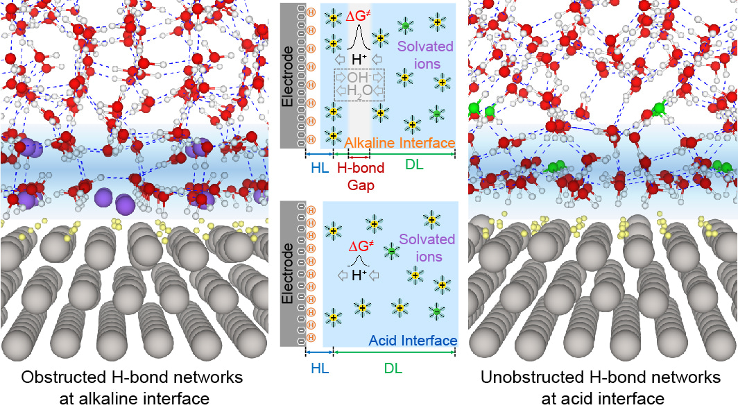 Hydrogen bond network connectivity in the electric double layer dominates the kinetic pH effect in hydrogen electrocatalysis on Pt