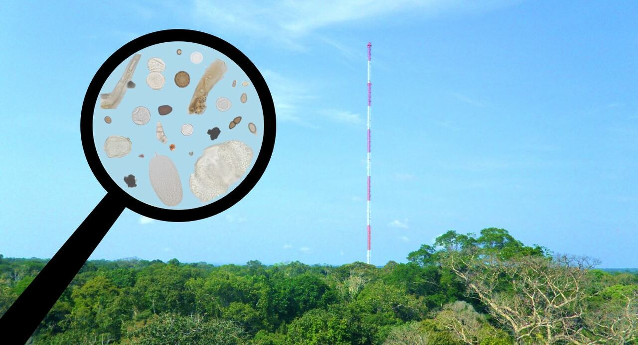The transport of giant biological particles above the Amazon rainforest