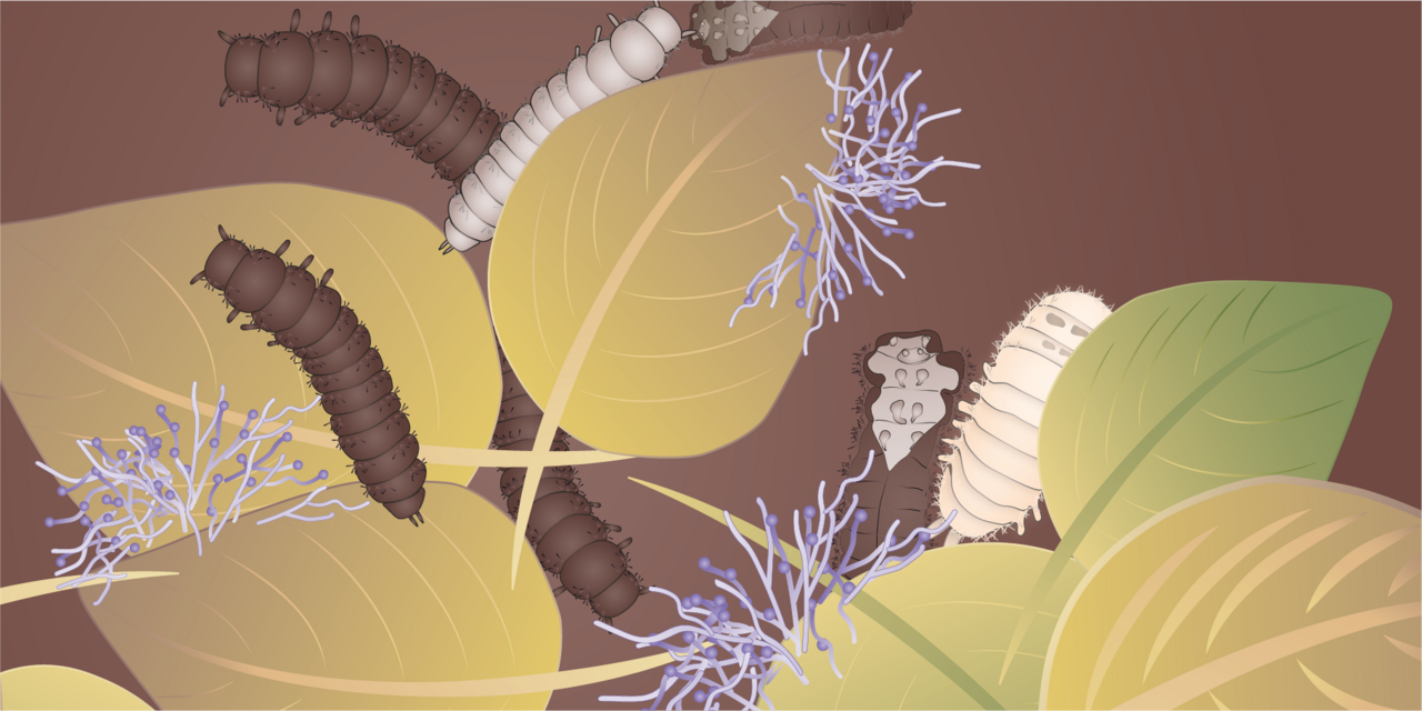 Guardians of the progeny: How ectosymbionts protect molting life stages of a beetle against fungal infection